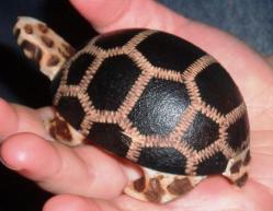 turtle shaker